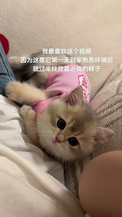 猫来家好吗|猫咪到家第一天要注意些什么？